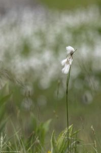 fleur-linaigrette-mercantour