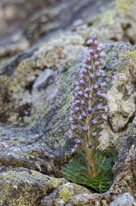 saxifrage-fleurs-nombreuses-mercantour-endemique
