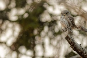 chevechette-photographie-nature