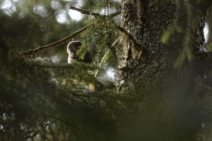 chouette-montagne- foret