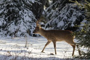 chevreuil-photo-animalière
