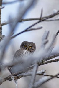 chouette-neige-foret