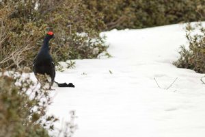 coq-bruyere-montagne