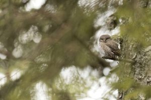 chouette-rapaces-foret