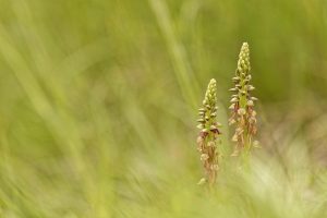 orchidee-rando-photo