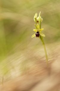 fleur-randonnee-mercantour