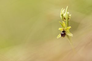ophrys-orchidée-araignee