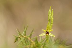 ophrys-orchidée-flore