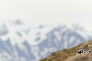 lagopede-alpin-plumes