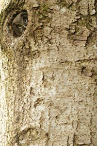 oiseaux-chouette-tengmalm