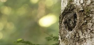 chouette-tengmalm-oiseaux