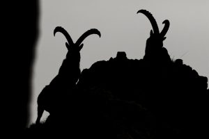 bouquetin-photo-nature