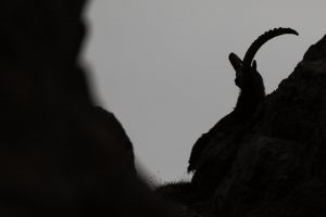 silouhaite-bouquetin