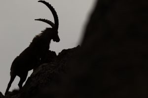 contre-jour-bouquetin