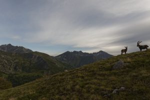mercantour-randonnée-bouquetin