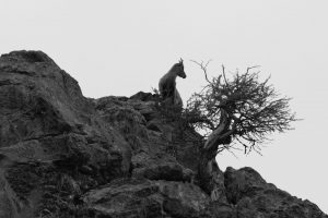 mélèze-roche-bouquetin