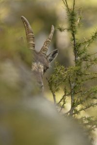 bouquetin-photo-nature