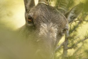 portrait-bouquetin-etagne