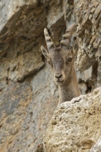 bouquetin-mercantour