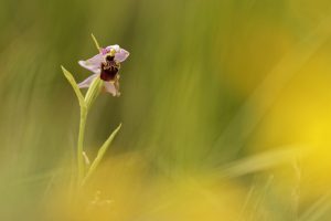 fleur-orchidee-ophrys